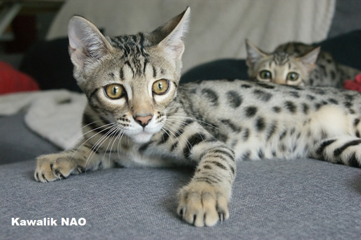 chaton bengal